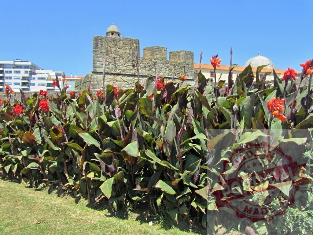 Castelo do Queijo fortaleza with vibrant red canna flowers. Portugal - Norte | Castelo do Queijo stone walls rising behind a row of colorful canna lilies under blue sky - Realisiert mit Pictrs.com