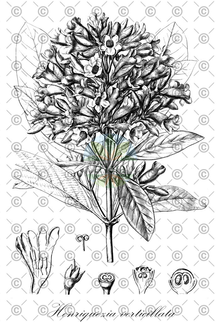 HistAbb_wfo-0000719933_1_ENZY_Simple | Historische Abbildung von Henriquezia verticillata - Rubiaceae | Historical Illustration of Henriquezia verticillata - Rubiaceae