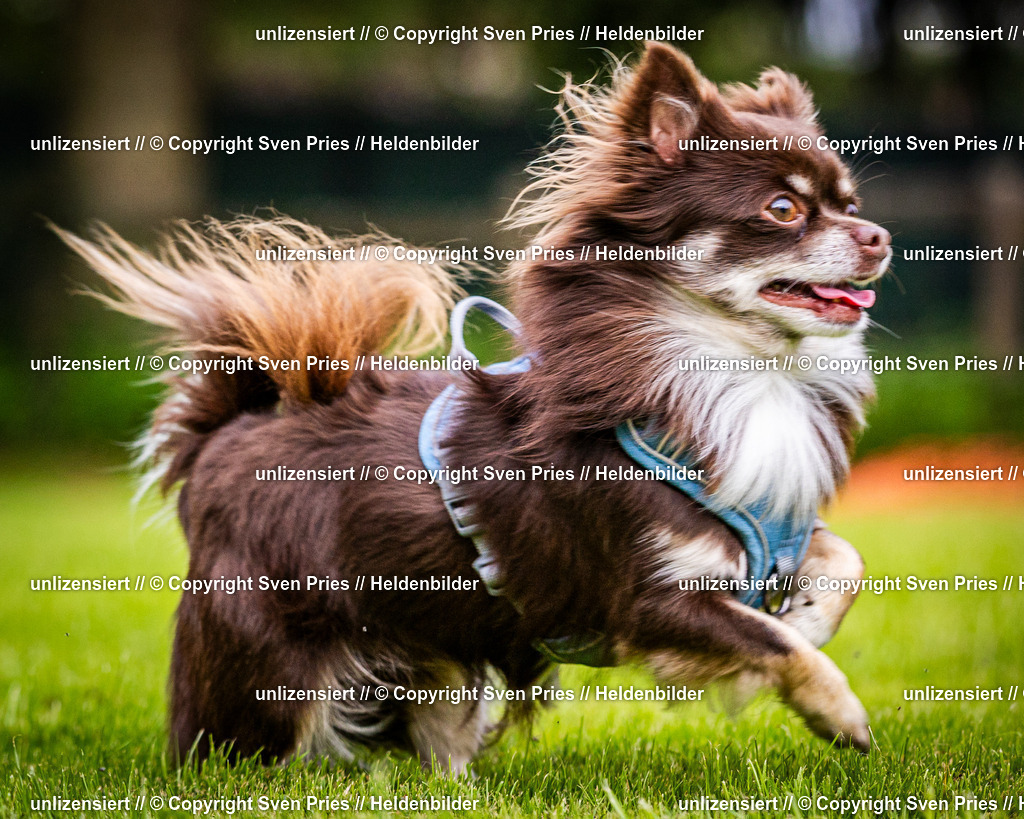 Sven Pries | 2024-09-22 - Hunderennen Baden-BadenPudelverein - Realisiert mit Pictrs.com