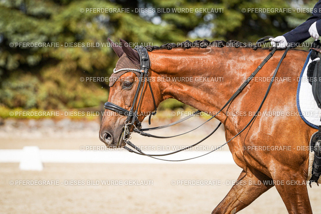 DSC07480 | Pferdegrafie