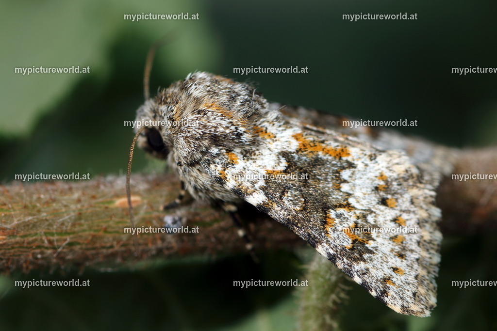 Polymixis rufocincta-002 | Das Bilderarchiv über Tiere, Planzen und Landschaften. In der Bilddatenbank finden Sie ein große Auswahl an hochwertigen Bilder für Ihre Werbung - Realized with Pictrs.com