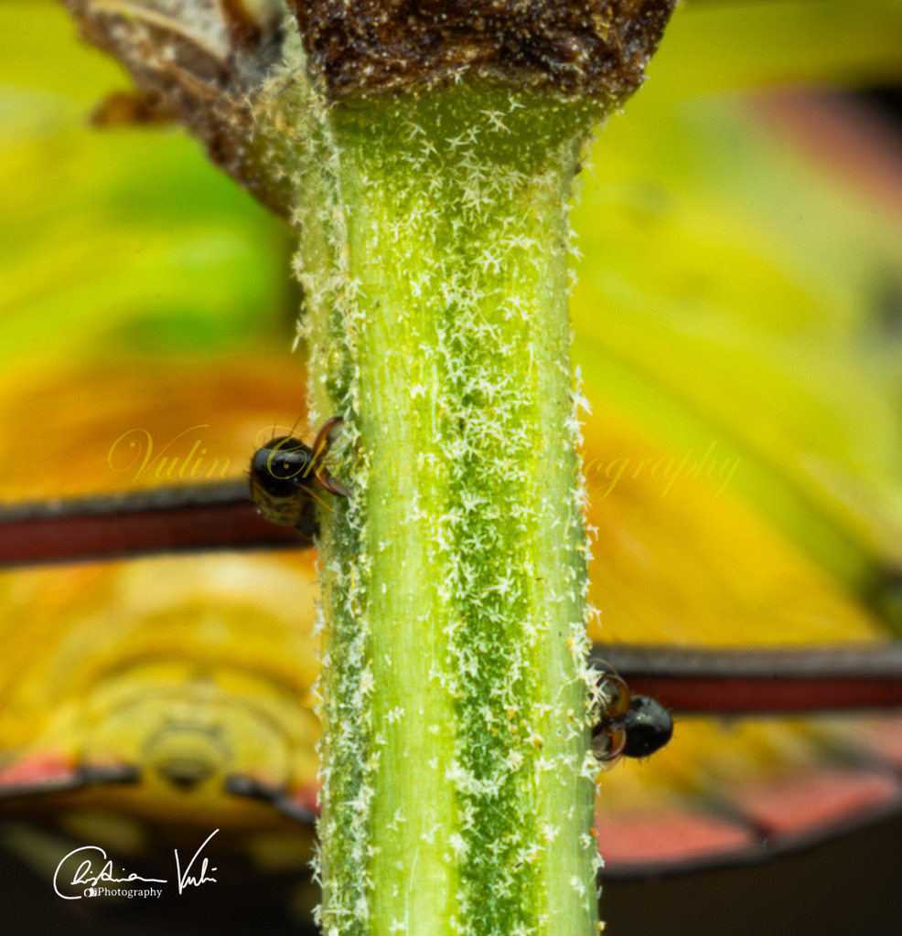 K 15 | Christian Vulin  - Realisiert mit Pictrs.com