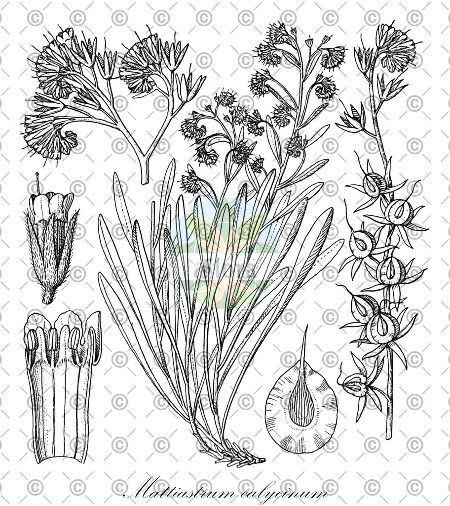 HistAbb_wfo-0000769458_1_ENZY_Simple | Historische Abbildung von Mattiastrum calycinum - Boraginaceae | Historical Illustration of Mattiastrum calycinum - Boraginaceae