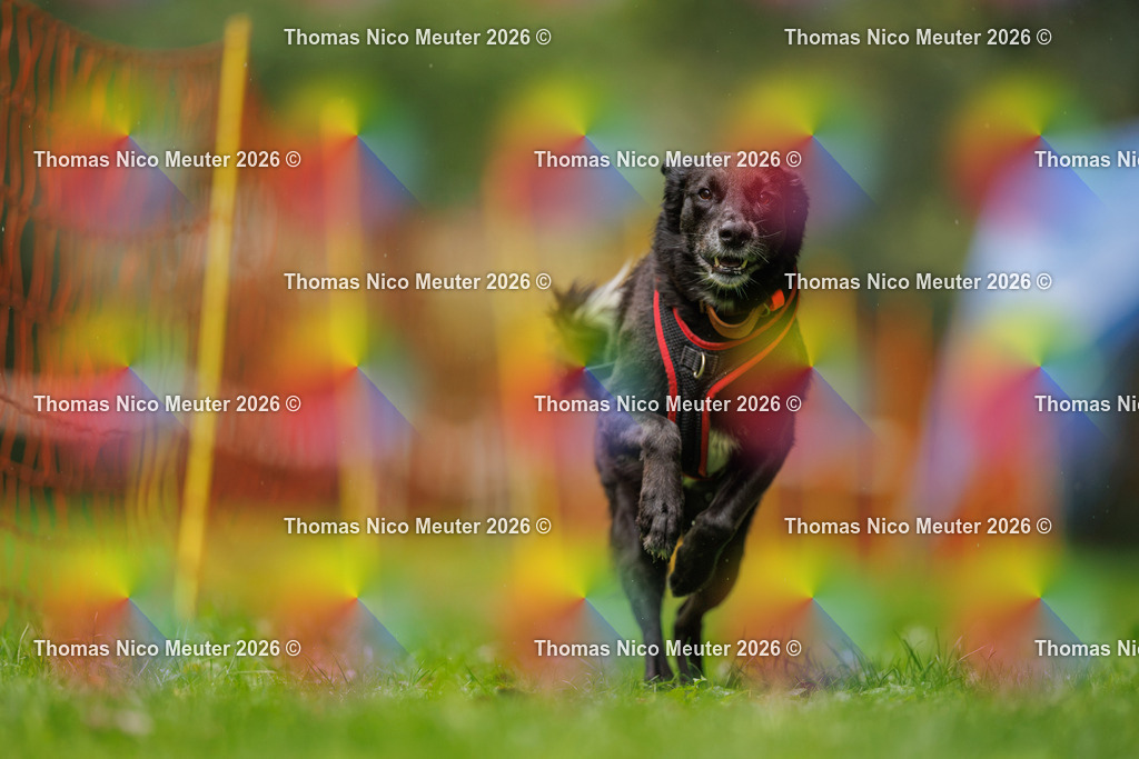 Thomas_Nico_Meuter(C)_13. September 2026_223A1679 | Bild von Thomas Nico Meuter - Realisiert mit Pictrs.com