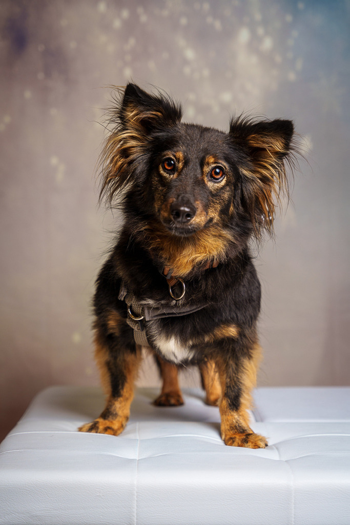 allesWIRTHgut Tierfotografie - 7IV08777-Bearbeitet | Professionelle Tierfotografie in Mönchengladbach von Daniel Wirth (allesWIRTHgut). Liebevolle & natürliche Bilder von Hunden & Katzen für unvergessliche Erinnerungen.