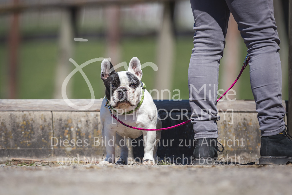 220418_L-Dressur-246 | Frühlingsfest der Pferde
Herford
18.April 2022
Dressurprfg. Kl.L* - Tr. L2ausw. geschlossen