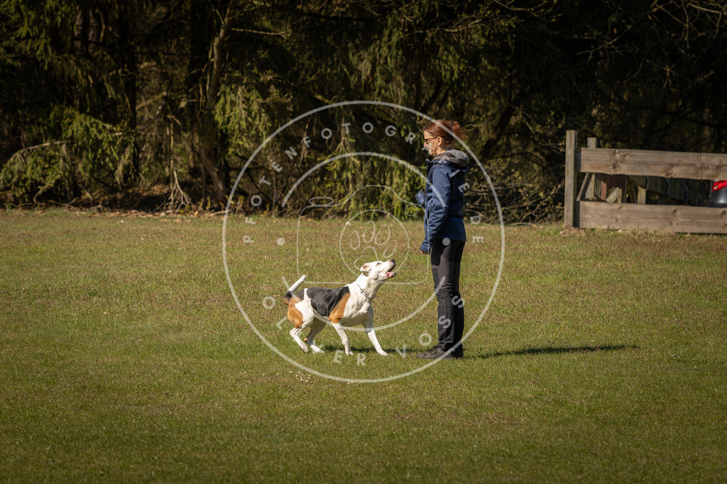 Pfotenfotografie_DV3A0660 | Hundefotografie, Tierfotograf, Pfotenfotografie, Fotoshooting Hund, Hunde Portrait, Hundesport, Hundeportraits, Heideshooting, Hunde, Sportfotograf, Hundefotograf, Turnierhundsport, THS,  - Realisiert mit Pictrs.com