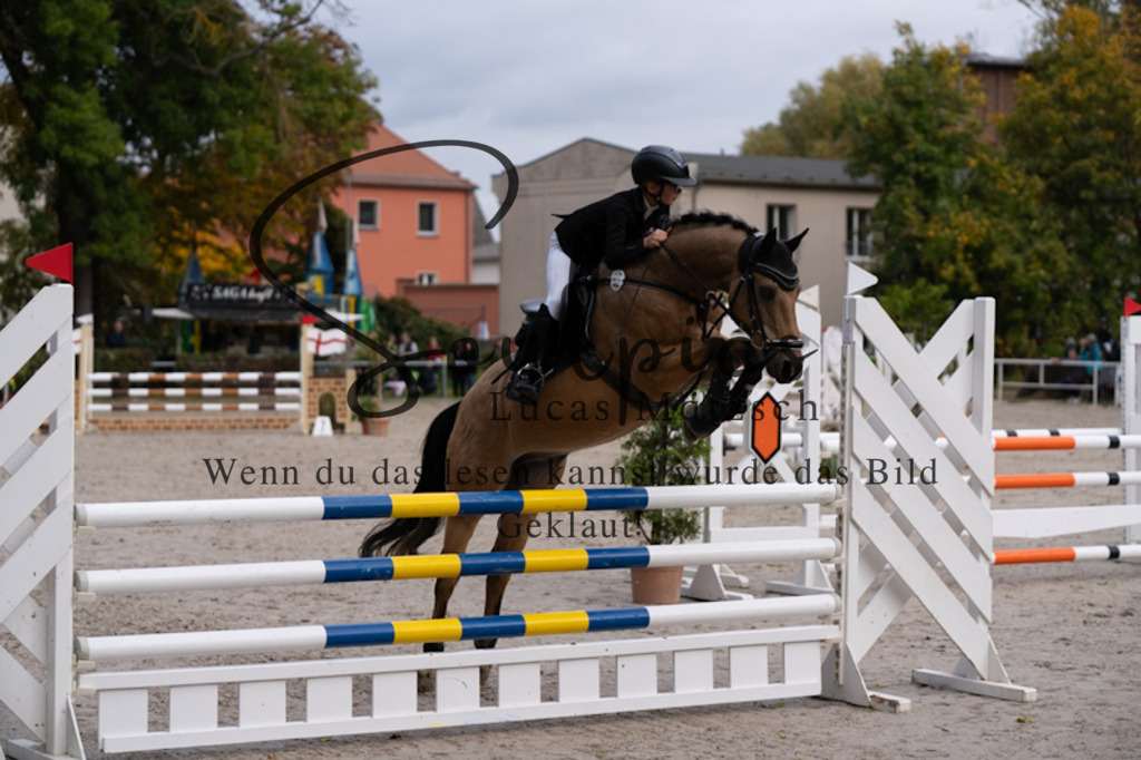 A7V00523 | Pferdefotograf