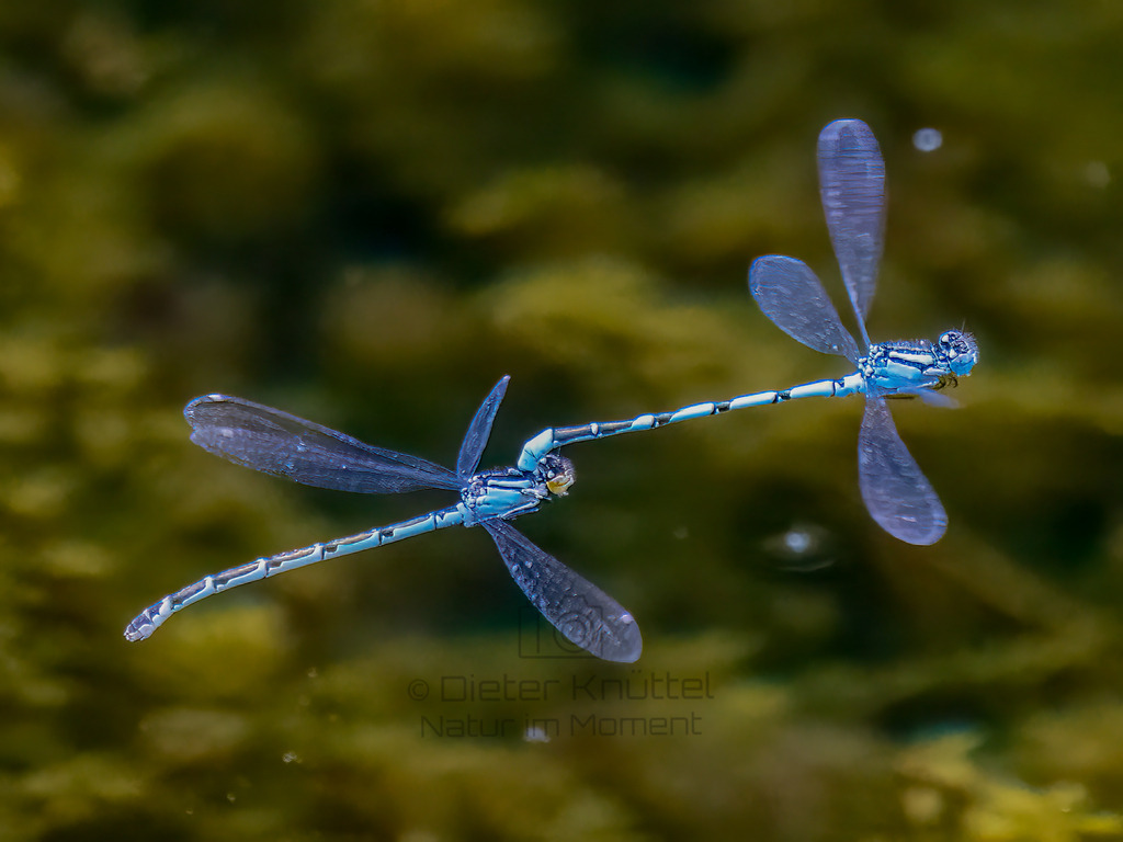 P1000798-Bearbeitet-2022-2-LR | Natur im Moment - Realisiert mit Pictrs.com