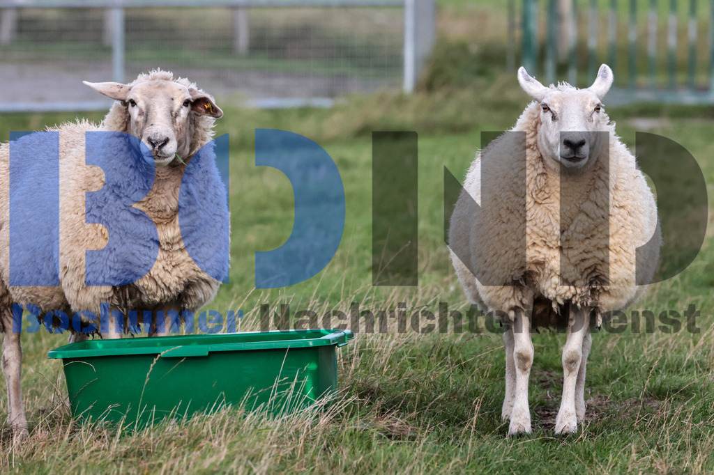 SES_EMDDIS20250920-9 | bond - Realisiert mit Pictrs.com