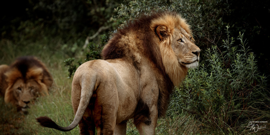 20231010-081818 SOUTHAFRIKA_-1 | Herzlich willkommen auf meiner Seite! Ich bin Elke Wallnisch, Deine Fotografin für lichtstarke Momente. Der Name steht für alles, was mich mit der Fotografie verbindet: Das Licht und seine machtvolle Wirkung auf eine Situation oder unsere Stimmung - Realisiert mit Pictrs.com