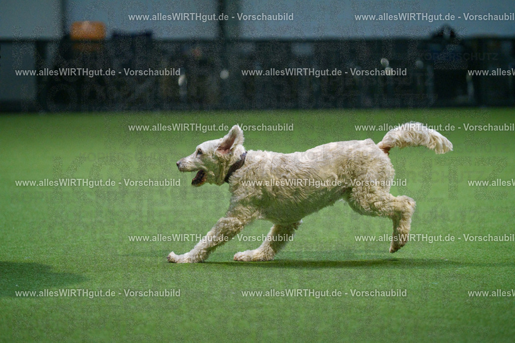 7R500796 | Professionelle Tierfotografie in Mönchengladbach von Daniel Wirth (allesWIRTHgut). Liebevolle & natürliche Bilder von Hunden & Katzen für unvergessliche Erinnerungen.