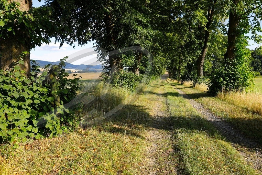 NatureArt-LINDENALLEE_3805a1 | Zopf in den Blättern | #018 | Modell: Tatjana Heinz | Foto: Tschiponnique Skupin - Realisiert mit Pictrs.com