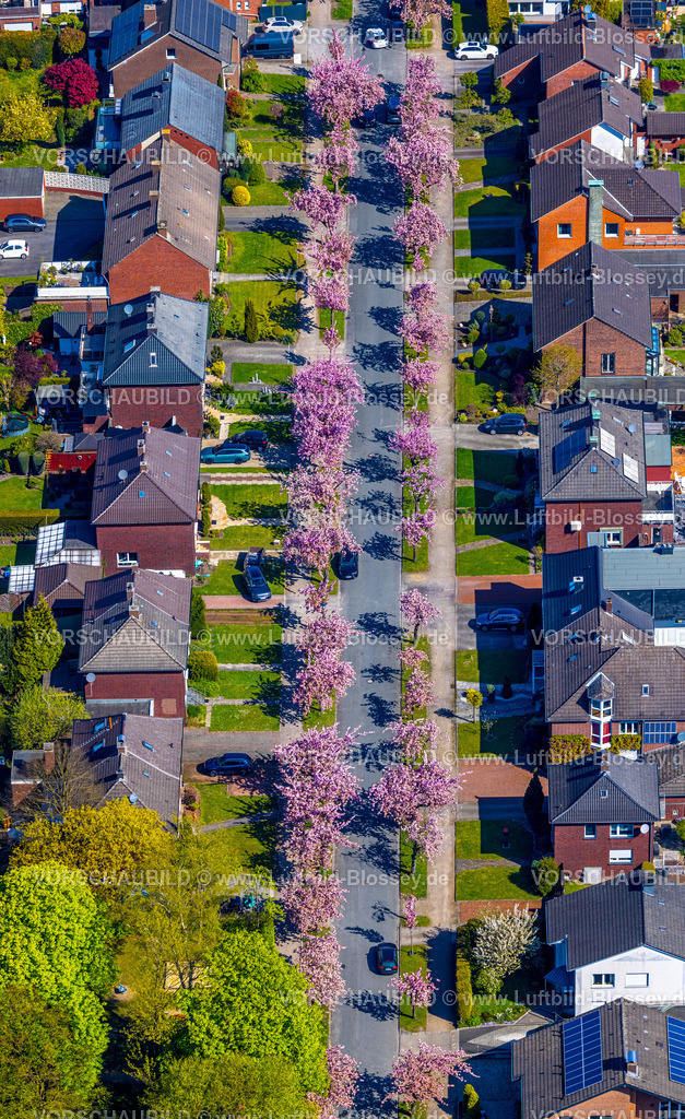 Hamm260400790Bockum-Hoevel | Luftbild, Kirschblüten Bäume, Carl-Goerdeler-Straße, Reihenhaus-Wohnsiedlung, Bockum-Hövel, Hamm, Ruhrgebiet, Nordrhein-Westfalen, Deutschland