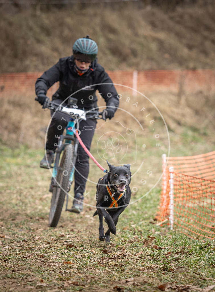 Pfotenfotografie_DV3A5616 | Hundefotografie, Tierfotograf, Pfotenfotografie, Fotoshooting Hund, Hunde Portrait, Hundesport, Hundeportraits, Heideshooting, Hunde, Sportfotograf, Hundefotograf, Turnierhundsport, THS,  - Realisiert mit Pictrs.com