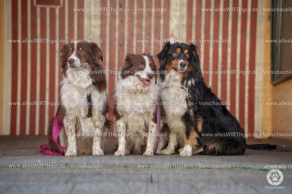 Pfötchenmarkt Nettetal-Lobberich 2026 - Nettetal-Tag - Daniel Wirth - www.allesWIRTHgut.de - @allesWIRTHgut_Tierfotografie 7R507876 | Professionelle Tierfotografie in Mönchengladbach von Daniel Wirth (allesWIRTHgut). Liebevolle & natürliche Bilder von Hunden & Katzen für unvergessliche Erinnerungen.