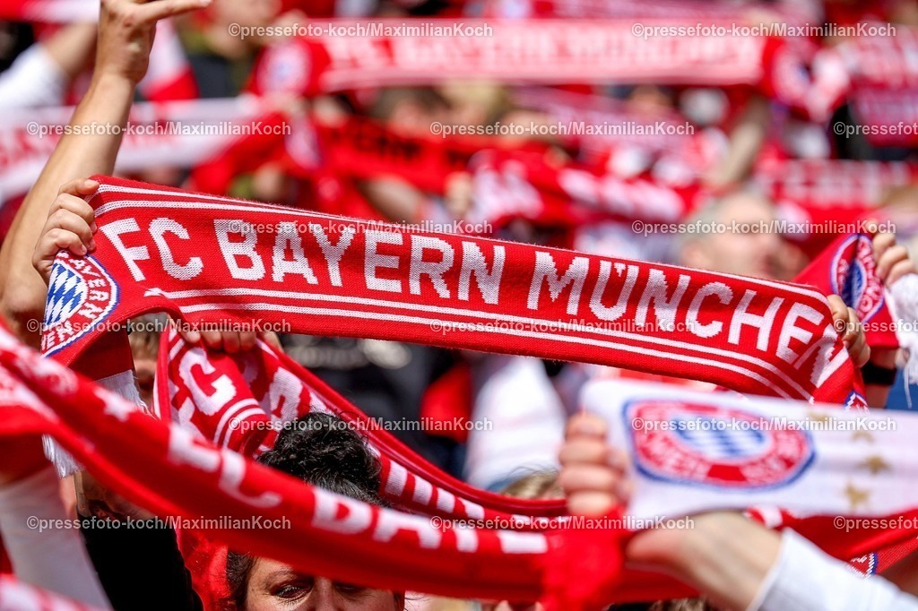 xsscx14052601140 | 2026.05.14, xsscx, Fußball, Finale DFB-Pokal Frauen, VfL Wolfsburg -  FC Bayern München, Saison 2025 2026, Rhein-Energie-Stadion in Köln: Fans mit Schal von Bayern München DFB regulations prohibit any use of photographs as image sequences and or quasi-video. Photo: xSandraxScherningxPressefotoKochx