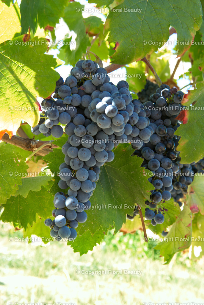 Weingut in Italien | blaue Weintrauben an Rebe - Realisiert mit Pictrs.com