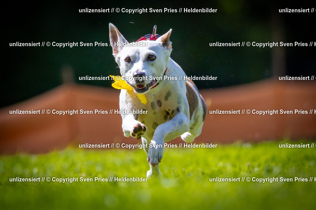 Sven Pries | 2025-08-10 - Hunderennen Durlach - Realisiert mit Pictrs.com