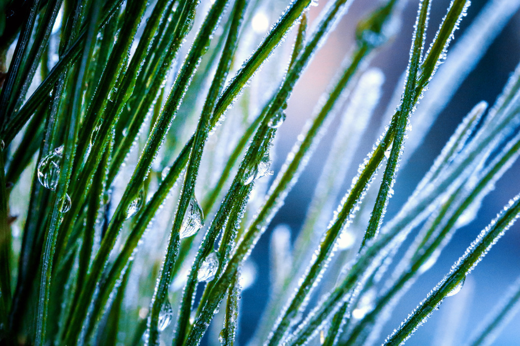 Eistropfen | fotografie-bernd-pfalzgraf - Realisiert mit Pictrs.com