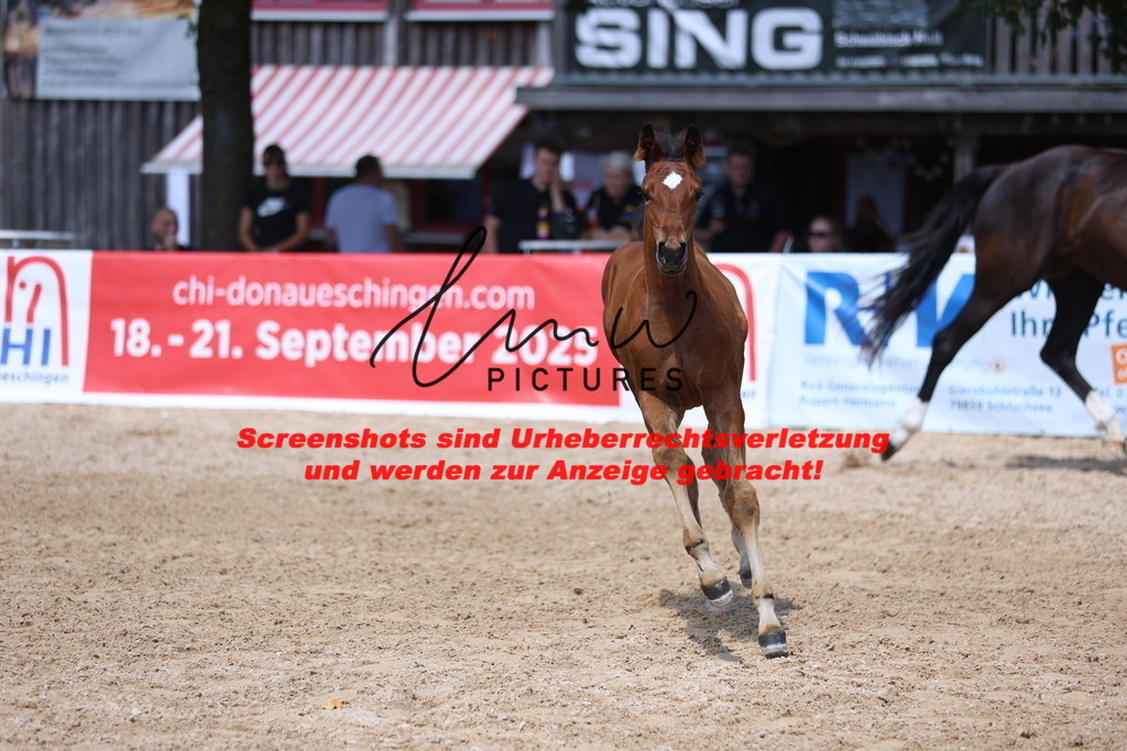 Fohlenschau_Schwäbisch_Hall_springbetonte_Fohlen_KN 25_8 | lmwpictures - Realisiert mit Pictrs.com