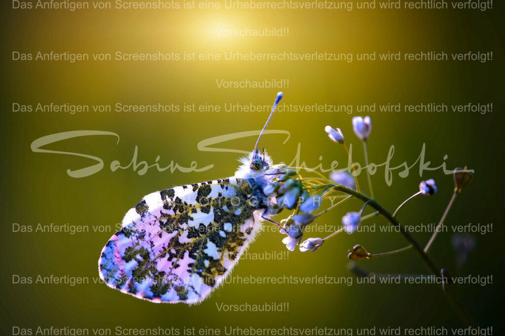 Wandbild Schmetterling "Aurorafalter" | People- und Tierfotografie, Imageaufnahmen, Veranstaltungsfotografie und Wandbilder aus der Natur ★ Made in Germany ✔️ Druck + Downloads ✔️ Naturfotografie in Top Qualität ★ schneller Versand, weltweite Lieferung! - Realisiert mit Pictrs.com