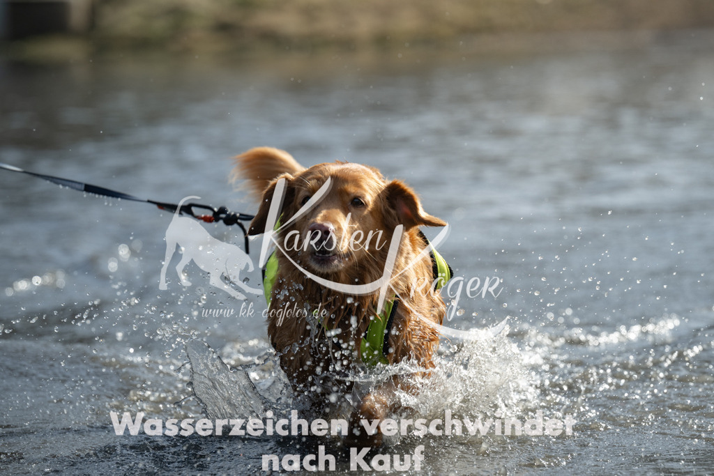 1146_ZZ96360-4 | kk-dogfotos