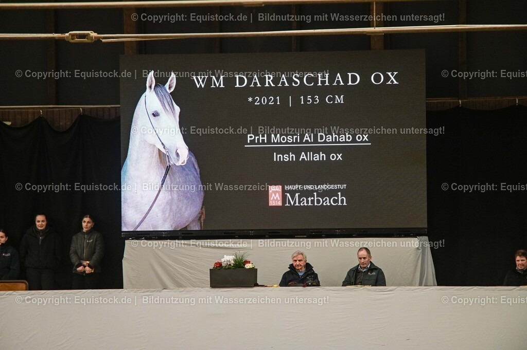 20260307_Hengstvorstellung-Marbach_0413 | equistock