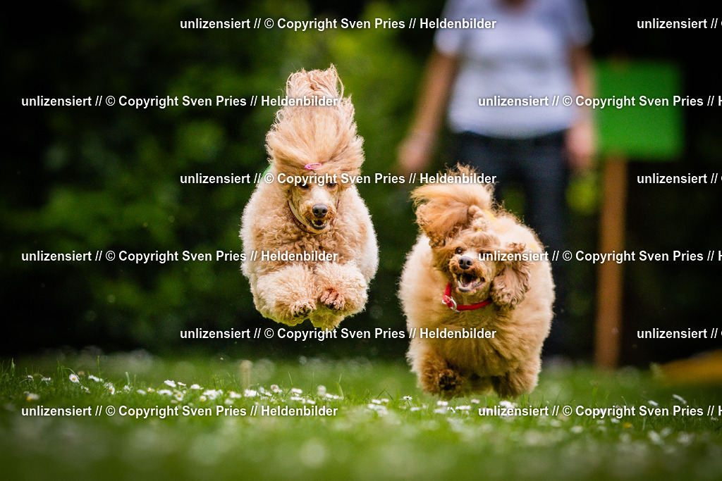Sven Pries | 2025-05-29 - Pudelrennen KA-Durlach - Realisiert mit Pictrs.com