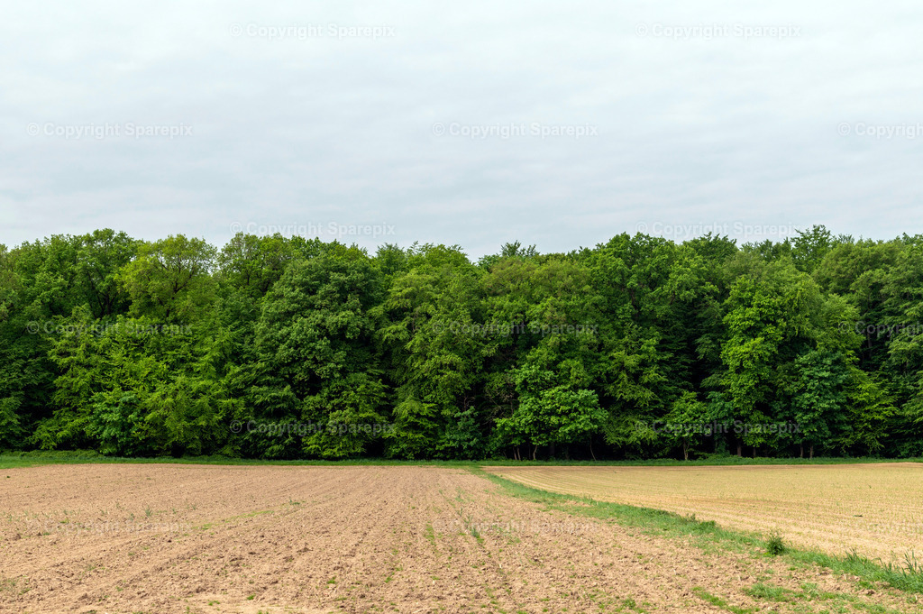 PAR_Green_Forest22 | sparepix - Realisiert mit Pictrs.com