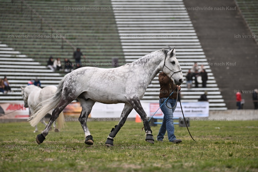 PI26_Show_Sara_Landvogt_226_1521.JPG | working equitationturnier fotograf videograf stoibphotography marixx film working equitation deutschland reitsport turnierfotografie eventfotografie equestrian events