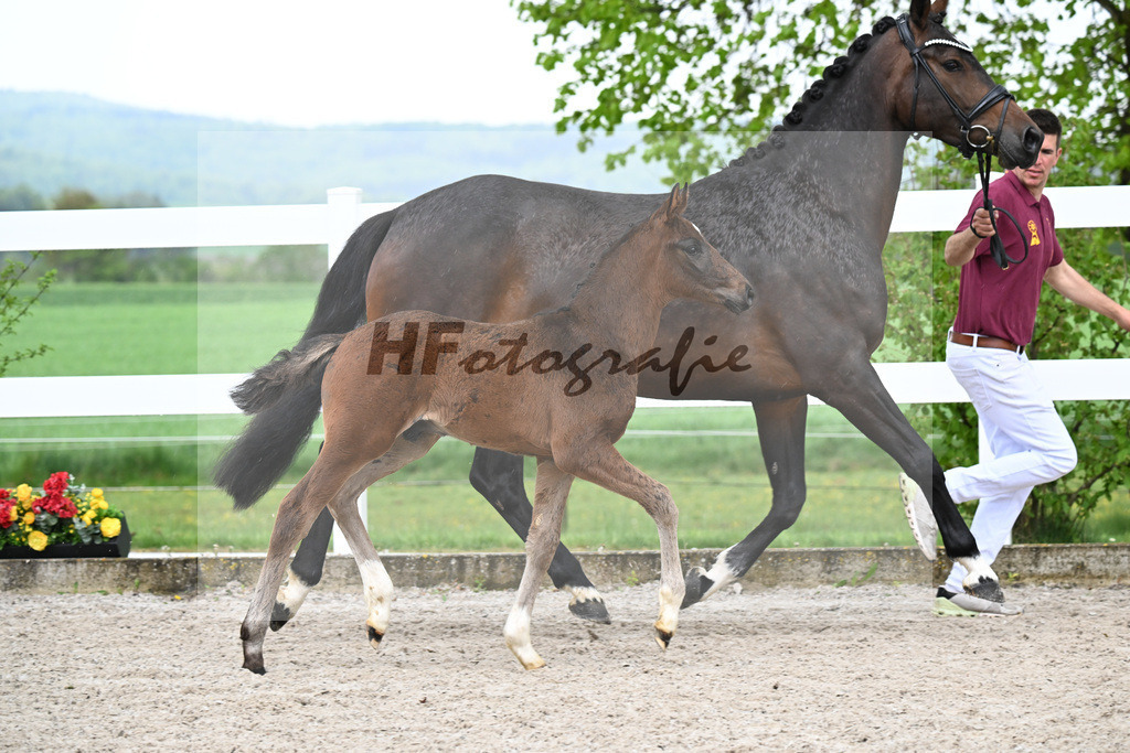 Kat-Nr. 31 HF St. Noble x Sezuan_Fetzer_23261204 | hf-fotografie - Realisiert mit Pictrs.com