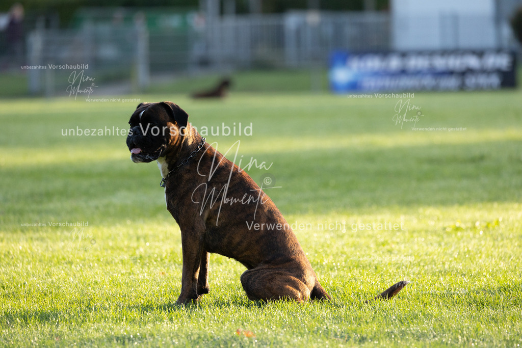 _16A5960 | Einzigartige Fotos von Hunden & Menschen –Actionfotos, Portraits, Vereinsaufnahmen & Paarshootings – authentisch, lebendig & mit Herz.