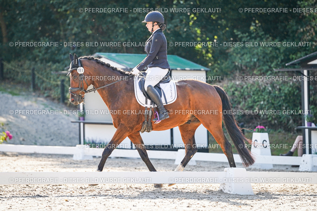 DSC09041 | Pferdegrafie