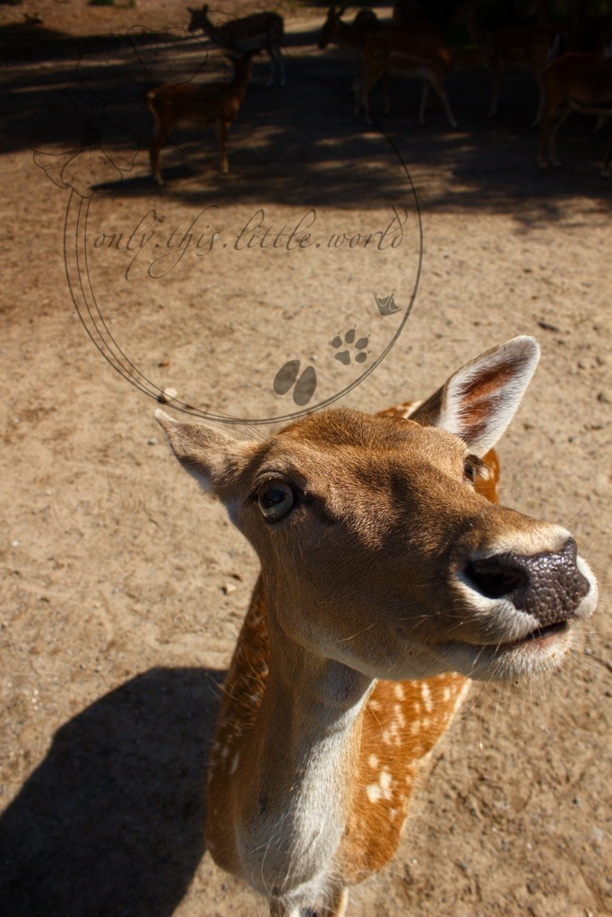 Neugieriges Damtier | Damtier ist die weibliche Bezeichnung für ein Damwild. Warum es nicht Kuh genannt wird, da die Jungtiere Kälber heißen, verstehe ich noch nicht.  - Realisiert mit Pictrs.com
