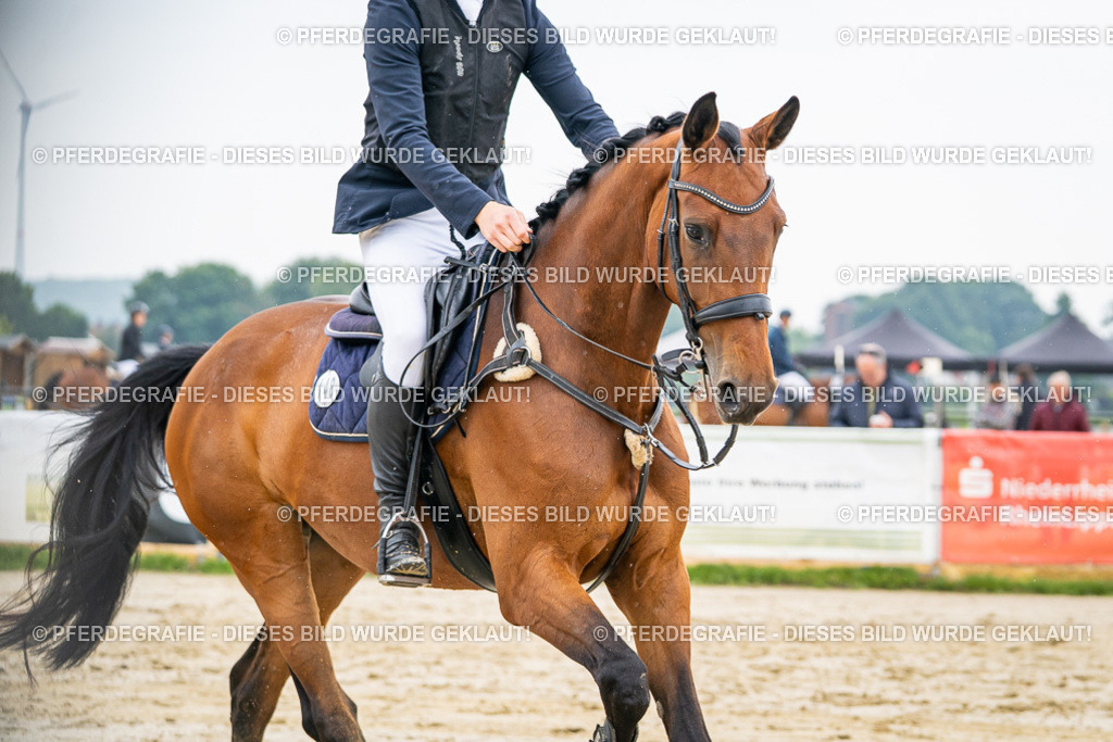 DSC09676 | Pferdegrafie