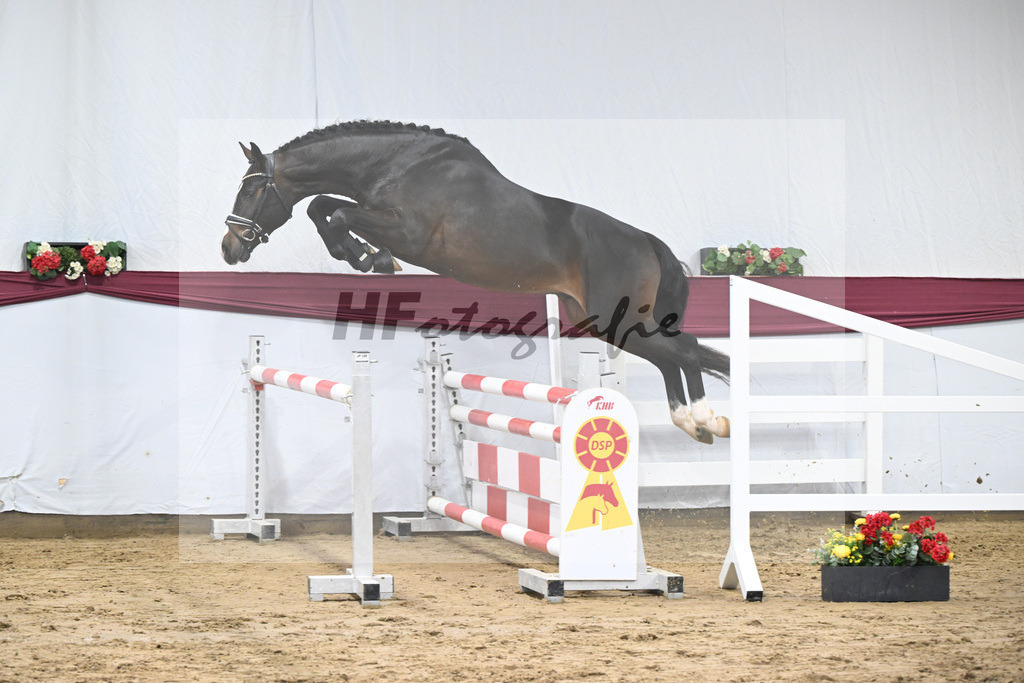 Kat-Nr. 75 Diro x Cornado I_Matthias Schlamminger_47252669 | hf-fotografie - Realisiert mit Pictrs.com