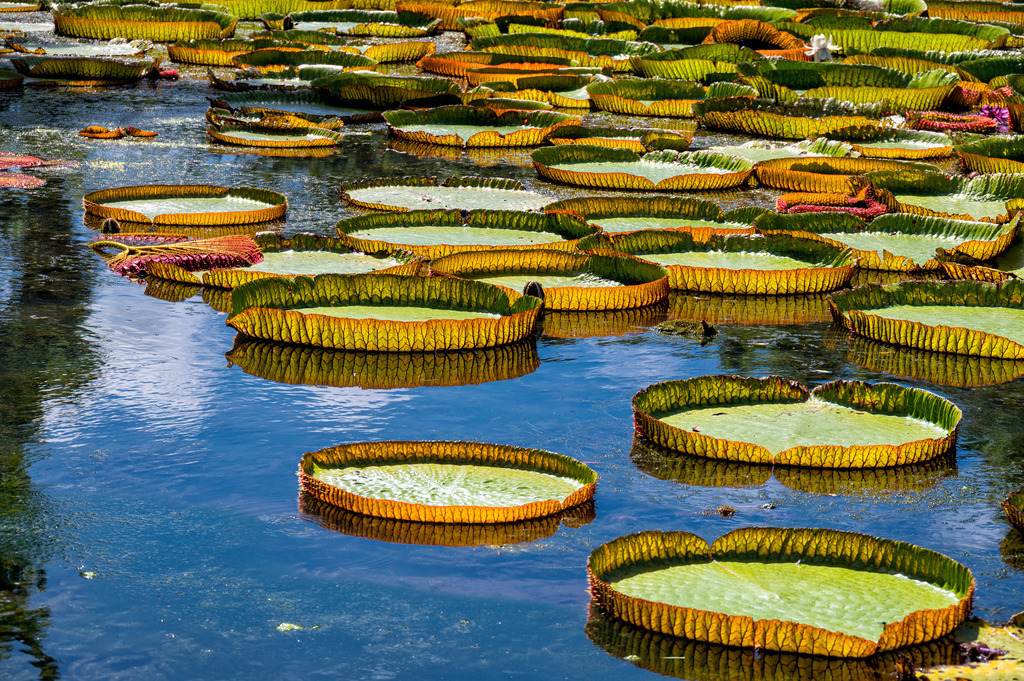 floating cake tins | Die Seerosenblätter im Botanischen Garten auf Mauritus sehen aus wie schwimmende Backbleche. 
In dieser Gegenlichtaufnahme kommt die Maserung der Ränder sehr schön zur Geltung. 
-----------------------------------------------------------------
The lily pads in the botanical garden in Mauritius look like floating cake tins. 
In this backlit shot, the texture of the edges comes into its own.
-----------------------------------------------------------------
Dieser Druck ist in einer limitierten Auflage von 5 Exemplaren erhältlich. 
This print is available in a limited edition of 5 copies. 
http://art.hess.photography/145-floating-cake-tins.html - Realisiert mit Pictrs.com