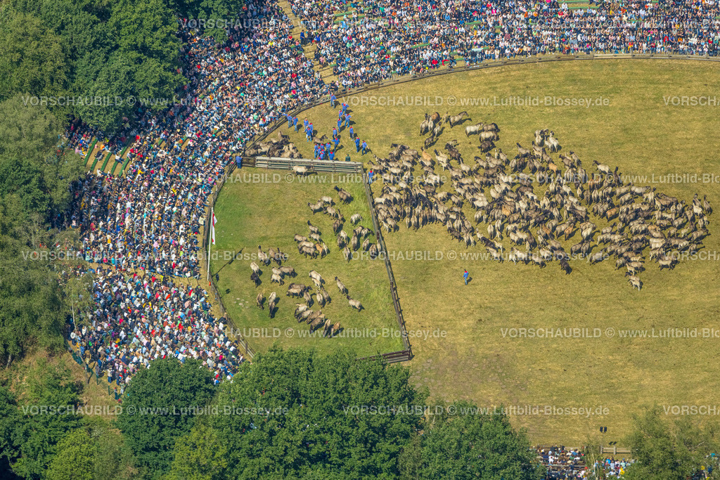 Duelmen220505180MerfelderBruchPferde | Luftbild, Wildpferdefang im Merfelder Bruch bei Dülmen, Arena der Wildpferdebahn, Herzöge von Croÿ Anwesen, Pferdeherde,  Merfeld, Dülmen, Münsterland, Nordrhein-Westfalen, Deutschland