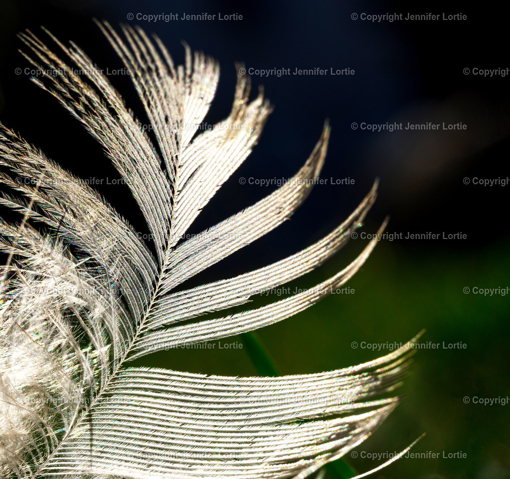 Feder | Kreative Naturaufnahmen als hochwertige Druckprodukte kaufen. - Realisiert mit Pictrs.com