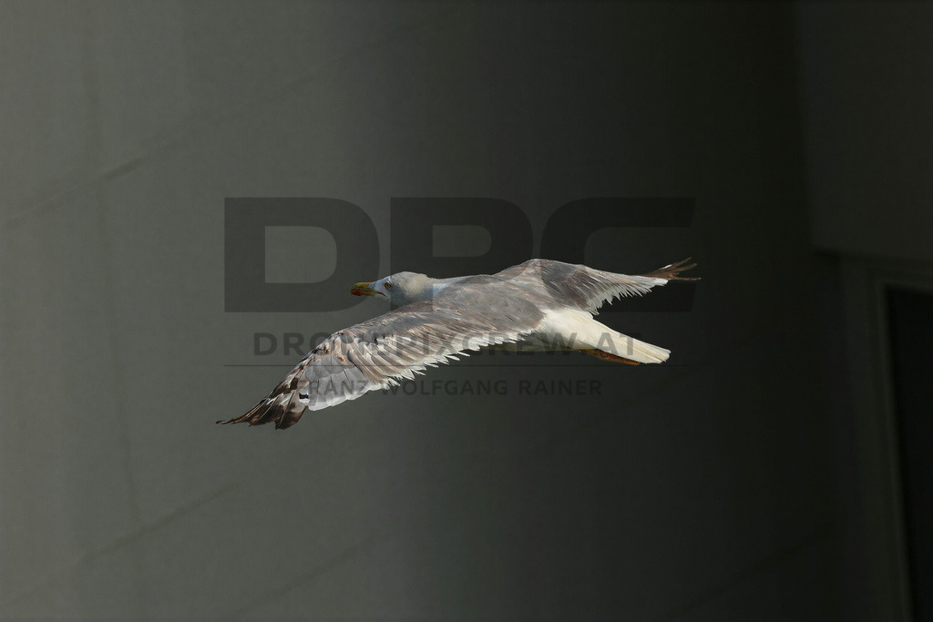 Yellow-legged Gull (Larus michahellis) | Yellow-legged Gull (Larus michahellis), a large gull species commonly found along Mediterranean coasts, rocky shorelines, harbours and coastal areas. - Realisiert mit Pictrs.com