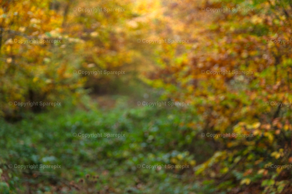 CRO_Autumn_Forest21_Bokeh | sparepix - Realisiert mit Pictrs.com