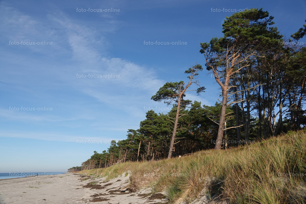 Wind-swept trees in late autumn | foto-focus-online