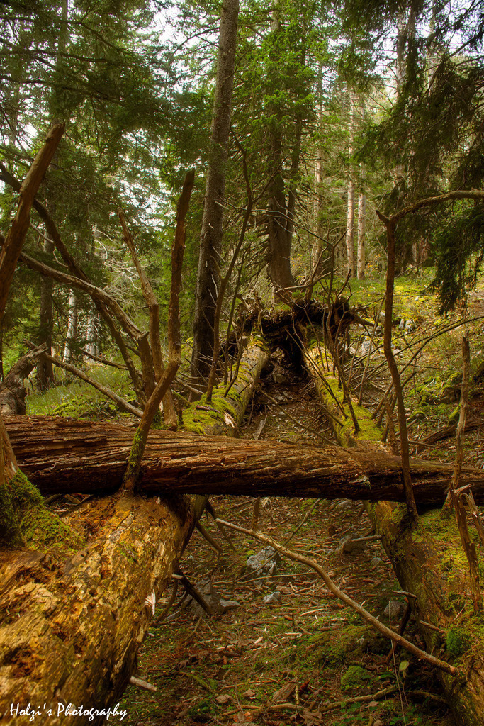 Where nature tells stories | Holzisphotography, Landschaftsfotografie, Wildlifefotogorafie - Realisiert mit Pictrs.com