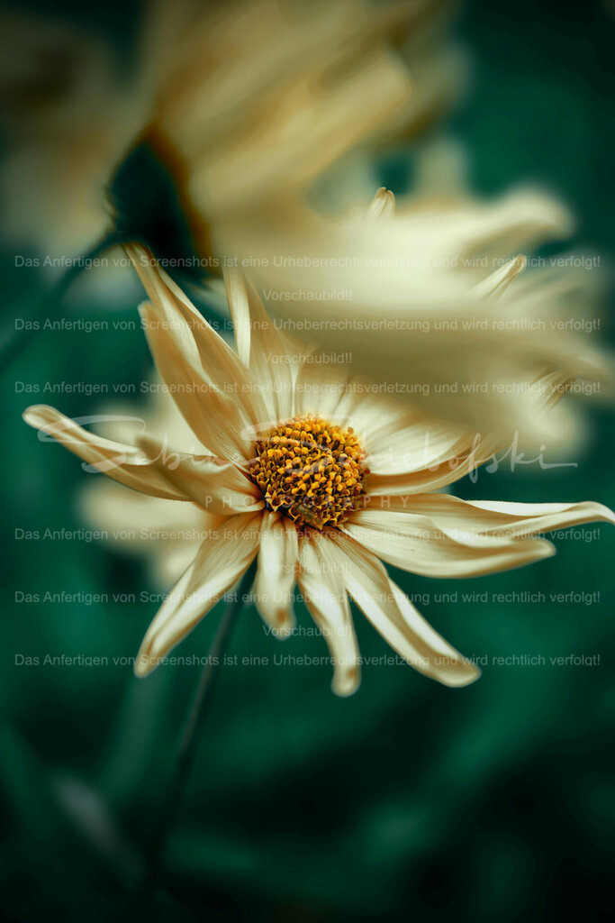 Wandbild Strauch Sonnenblume | People- und Tierfotografie, Imageaufnahmen, Veranstaltungsfotografie und Wandbilder aus der Natur ★ Made in Germany ✔️ Druck + Downloads ✔️ Naturfotografie in Top Qualität ★ schneller Versand, weltweite Lieferung! - Realisiert mit Pictrs.com