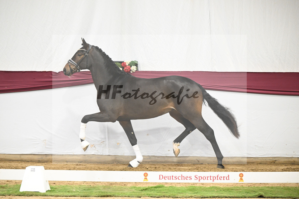 Kat-Nr. 67 Extra Gold x Showmaker_Matthias Schlamminger GmbH_47252551 | hf-fotografie - Realisiert mit Pictrs.com