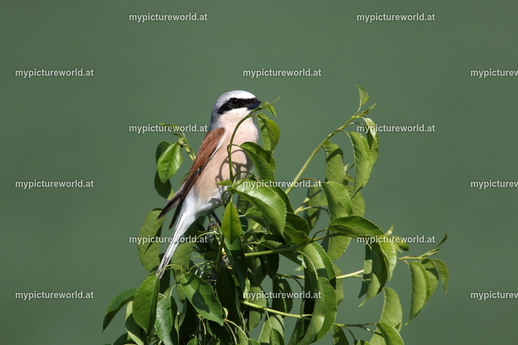 Neuntöter-043 | Das Bilderarchiv über Tiere, Planzen und Landschaften. In der Bilddatenbank finden Sie ein große Auswahl an hochwertigen Bilder für Ihre Werbung - Realized with Pictrs.com
