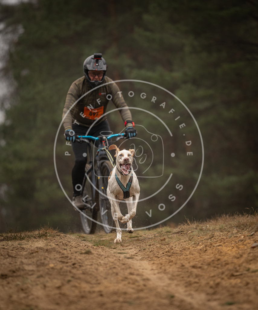Pfotenfotografie_DV3A3096 | Hundefotografie, Tierfotograf, Pfotenfotografie, Fotoshooting Hund, Hunde Portrait, Hundesport, Hundeportraits, Heideshooting, Hunde, Sportfotograf, Hundefotograf, Turnierhundsport, THS,  - Realisiert mit Pictrs.com