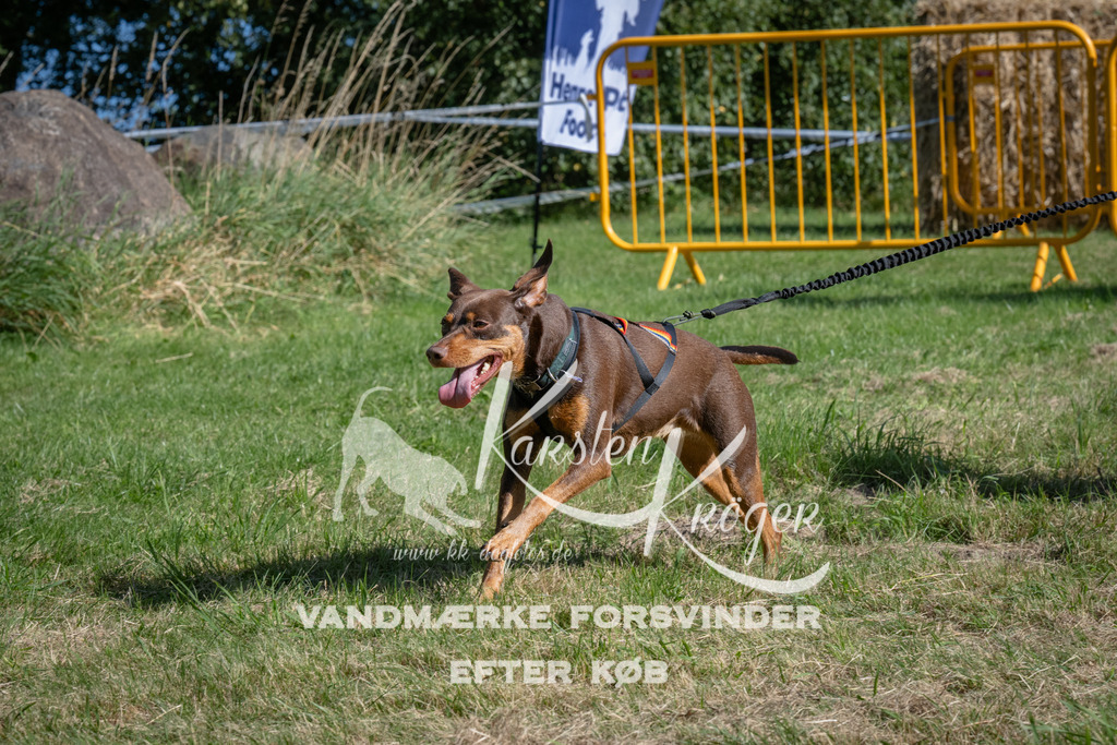1029_ZZ98806 | kk-dogfotos