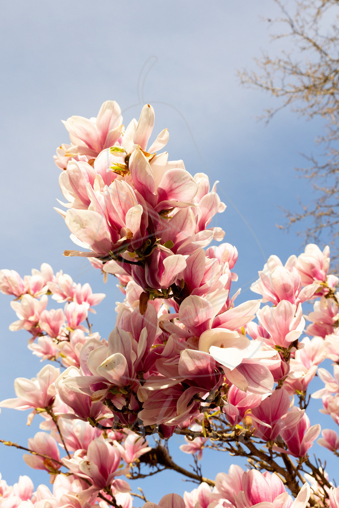 Magnolienbluete_Admont_Steiermark_ -9740 | Ihre Fotografin im Lungau, ihre Fotografin im Mostviertel, Wandbilder Onlineshop, Imagefotos für Ihr Unternehmen,  - Realisiert mit Pictrs.com